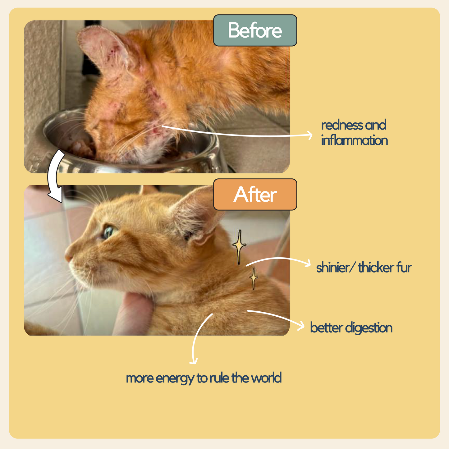 Taster Pack (8 packs)