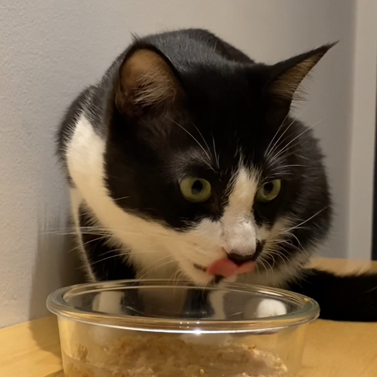 Cat enjoying a bowl of wet cat food from fur/ball