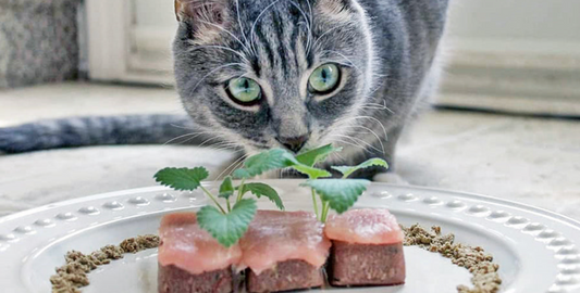 Cat eating high protein cat food