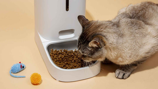 5 Tips When Buying Dry Kibbles in Malaysia