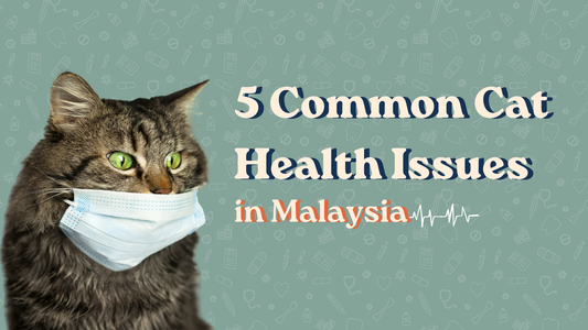 5 Common Cat Health Issues in Malaysia