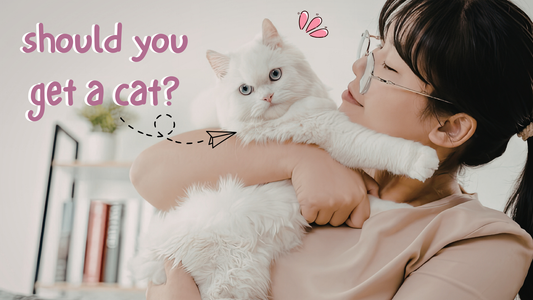 Should You Get a Cat? Here's a Guide For You!