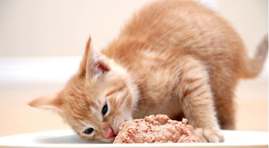 Does Your Cat Need Wet Food? Optimal Hydration for Felines