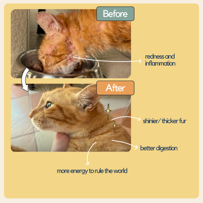 Taster Pack (8 packs)