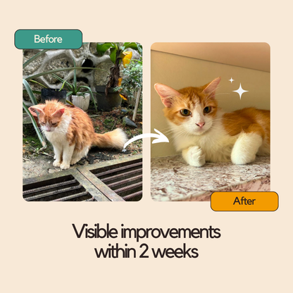 Organic Chicken Wet Food (Box Edition / 85g x 16 packs)